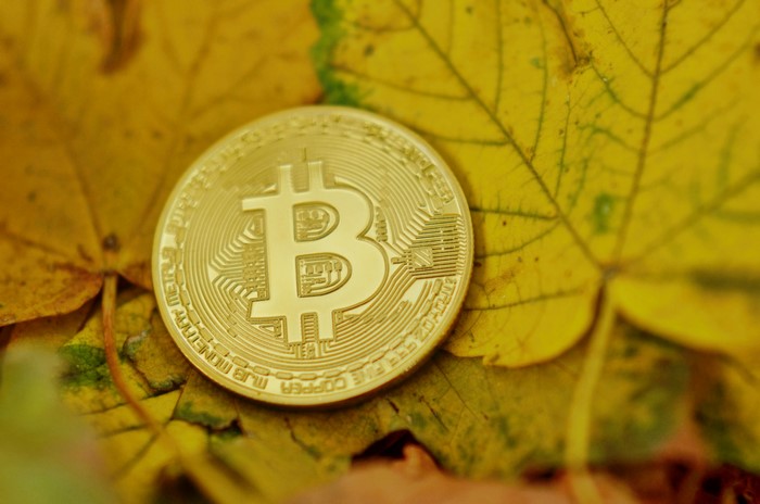 Bitcoin coin on autumn leaves