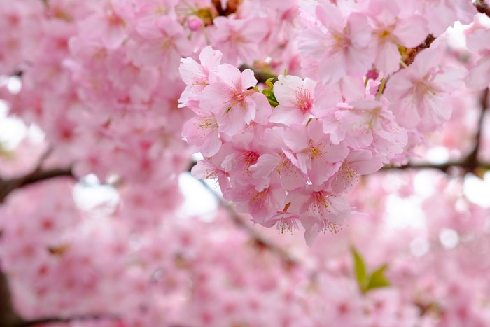 4K Closeup of Pink Sakura Flowers