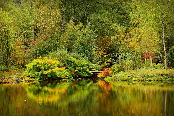 Autumn forest reflected in a pond