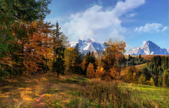 Autumn Forest Path with Snow-Capped Mountains