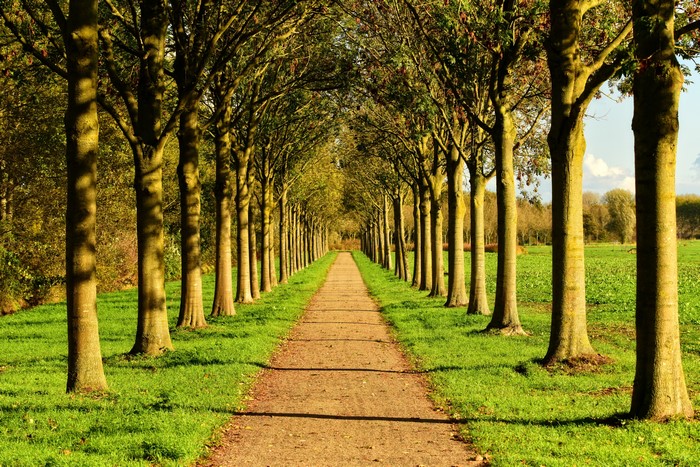 Tree-lined path in a grassy field