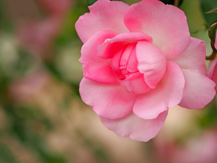 Closeup of a Pink Rose with Petals