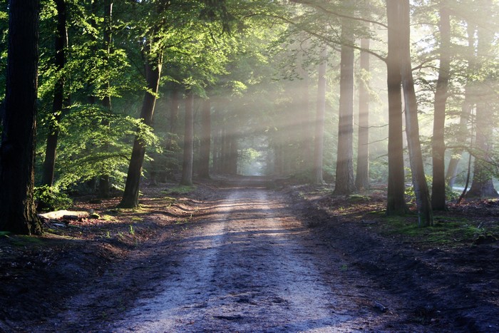 A dirt road through a sunlit forest