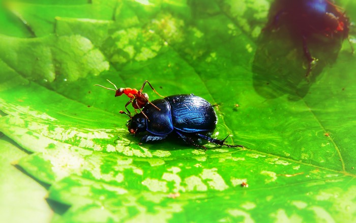 Ant riding on a beetle on a green leaf