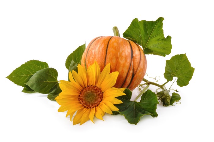 Pumpkin and Sunflower with Leaves on White Background