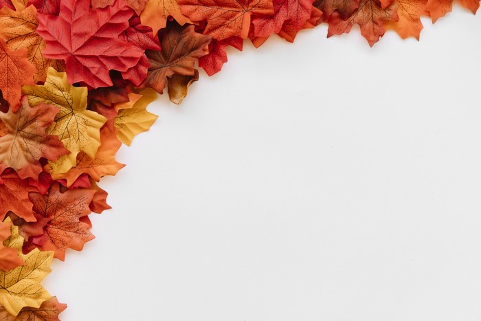 Autumn Maple Leaves on White Background
