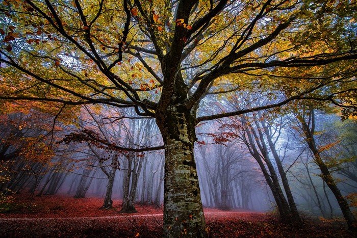 Autumn forest with fog and fallen leaves