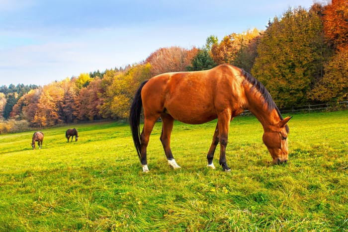 Horses grazing in autumn grassland