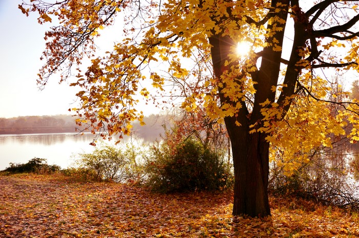 Autumn foliage with sun rays over a lake