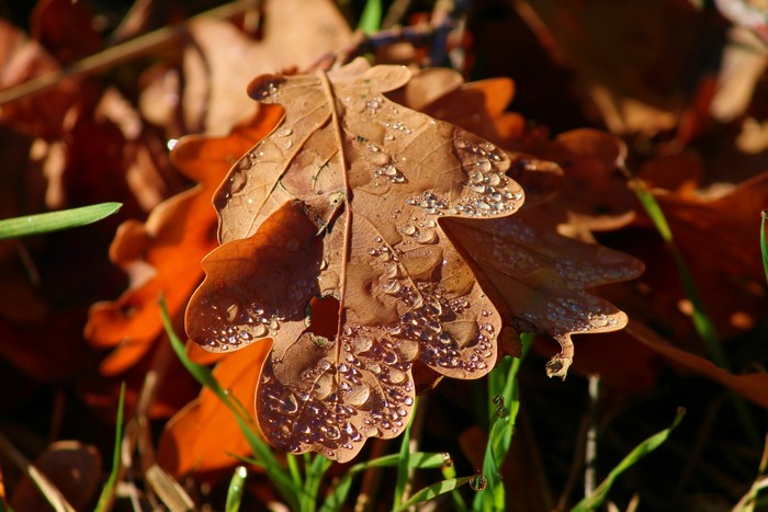 Oak leaf with water drops in autumn