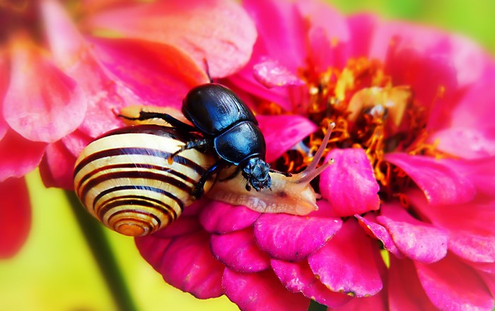 Beetle and snail on a pink flower