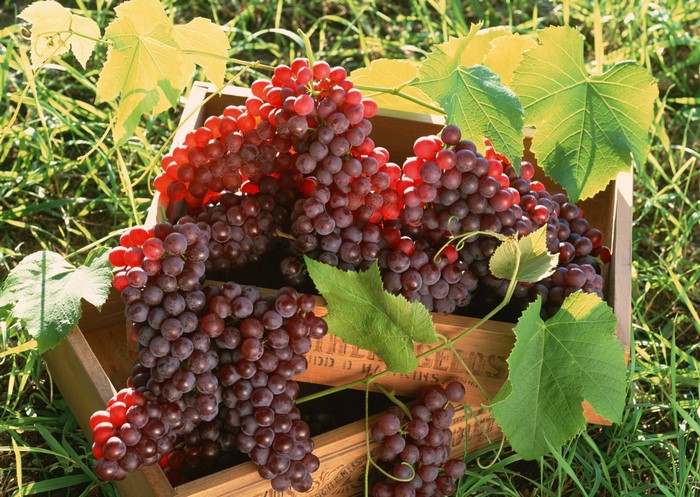 Red grapes in a wooden crate with leaves