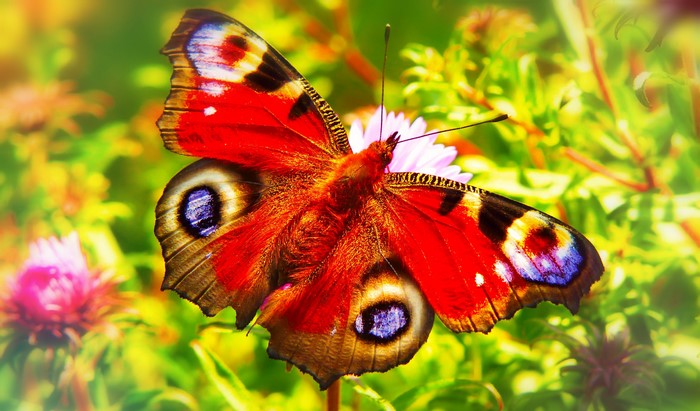 4K European Peacock Butterfly Closeup