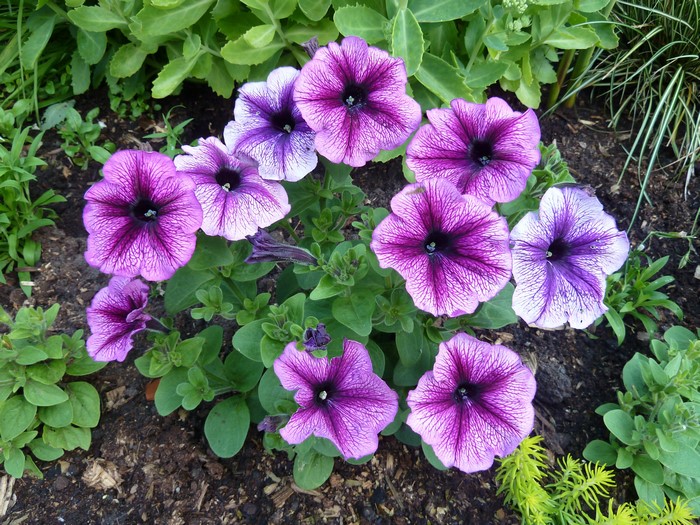 Purple and white petunias in a garden