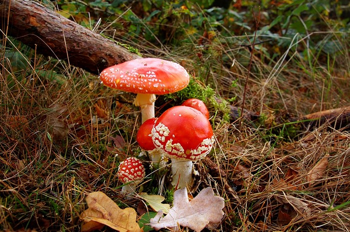 Amanita mushrooms in a forest setting