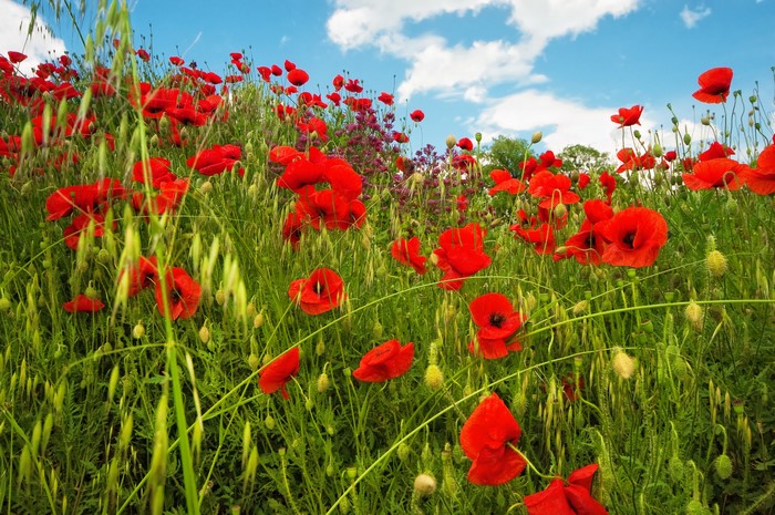 Field of red poppies under a blue sky