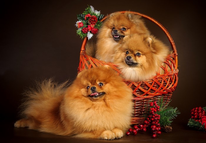 Three Pomeranian dogs in a wicker basket with Christmas decorations