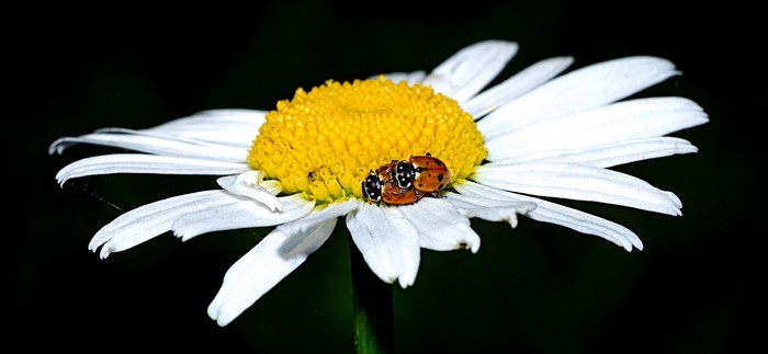 Ladybugs on a Daisy