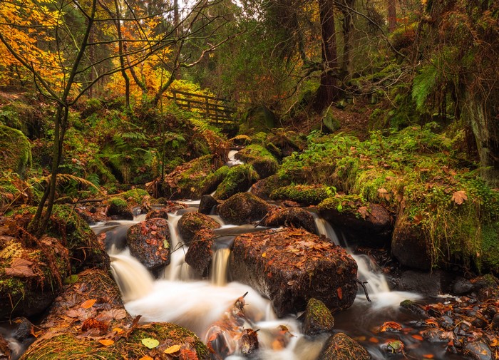 Autumn stream flowing over mossy rocks in a forest