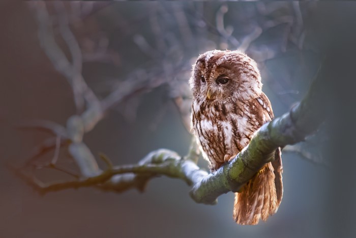 Tawny owl perched on a branch