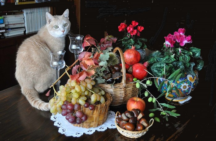 Still-life with cat, fruits, and flowers