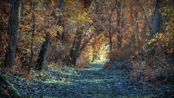 Autumn forest trail with fallen leaves