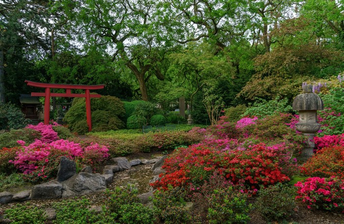 Japanese Garden with Torii Gate and Rhododendrons in Karlsruhe