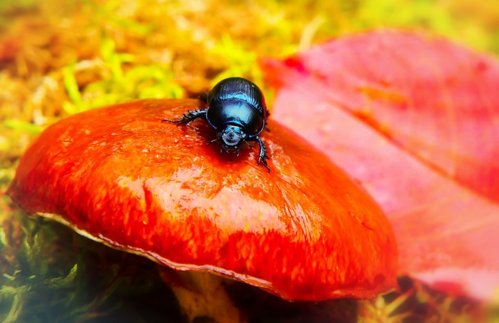 Black beetle on a red mushroom