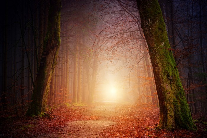 Autumn forest path with fog and light