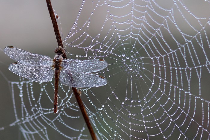 Dragonfly on a dew-covered spider web
