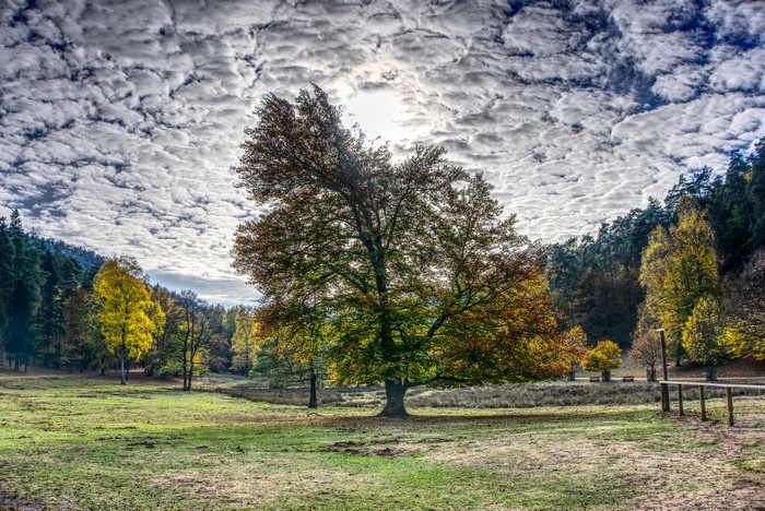 Autumn forest with a large tree and clouds