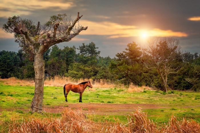 Brown horse standing in a grassy field near a tree