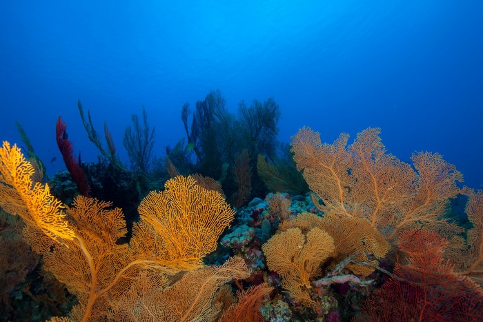 Underwater coral reef with sea fans