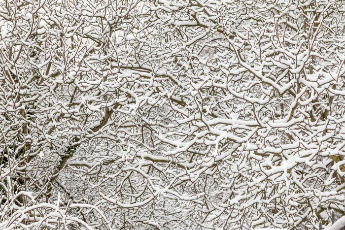 Snow covered tree branches in winter