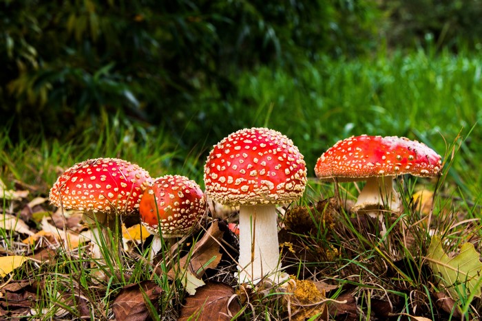 Four Red and White Mushrooms in Grass