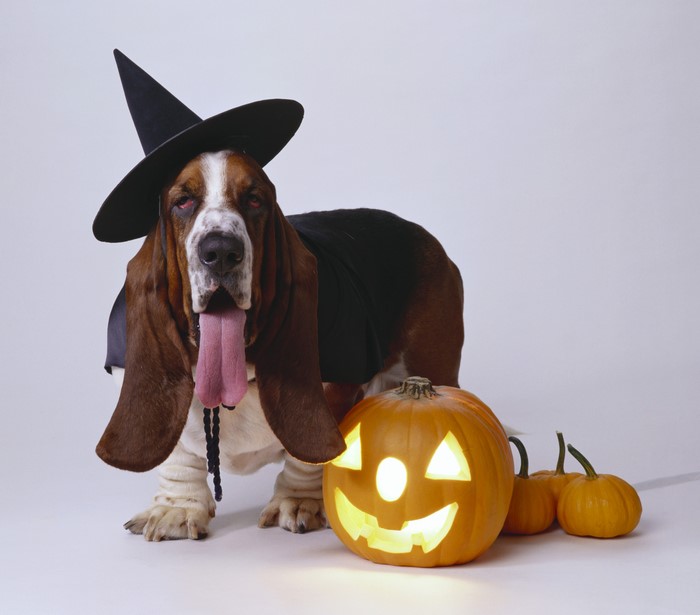 Basset Hound wearing a witch hat with pumpkins