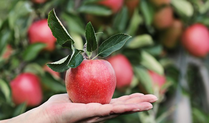 Hand holding a red apple with leaves