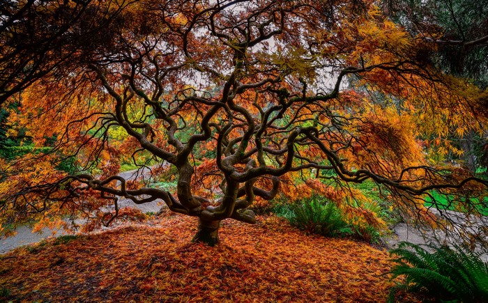 Autumn Japanese Maple Tree with Orange Foliage
