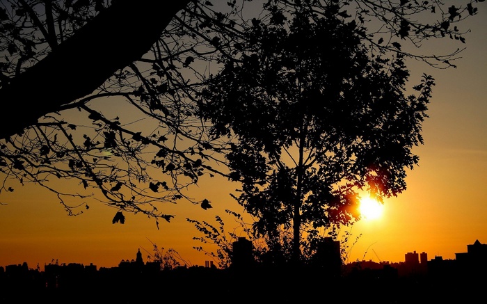Sunset over city skyline with silhouetted trees