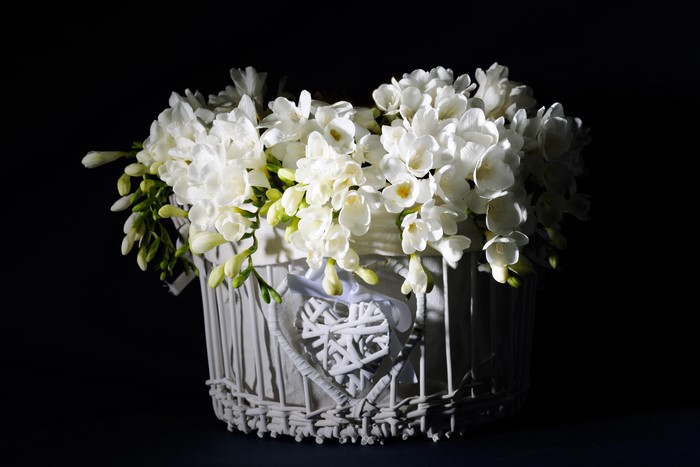 White Freesia Flowers in Wicker Basket on Black Background