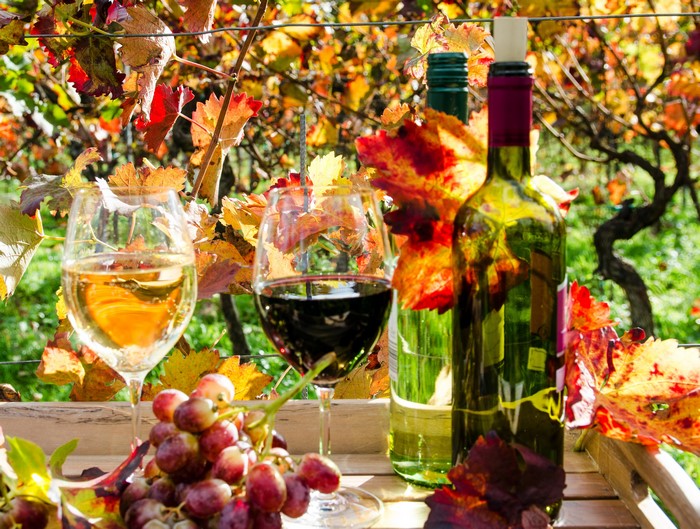 Autumn Vineyard with Wine and Grapes