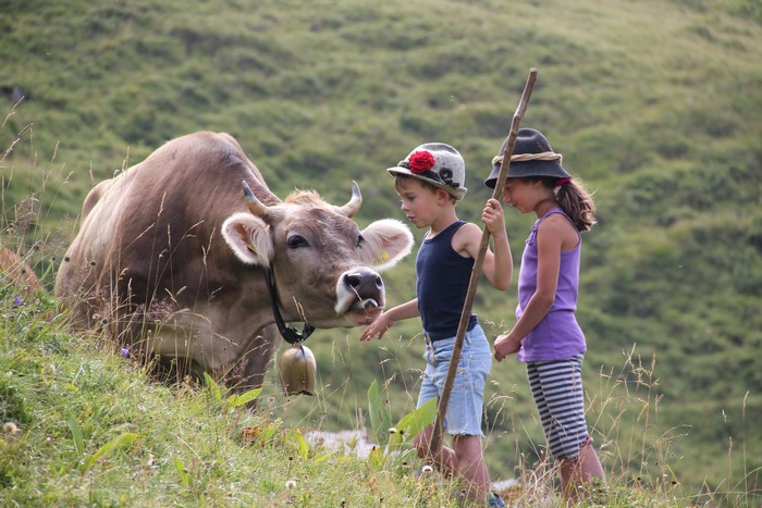 Children with cow in the Alps