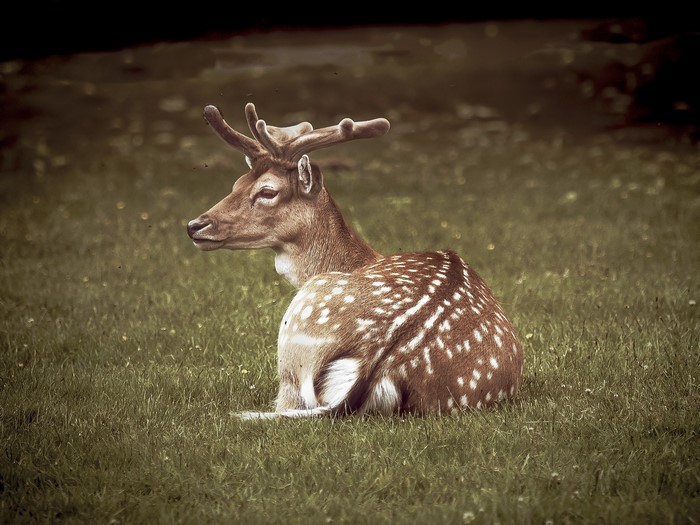 Fallow deer resting in a grassy field