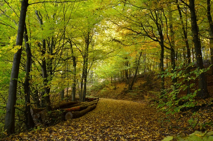 Autumn forest path with fallen leaves and logs