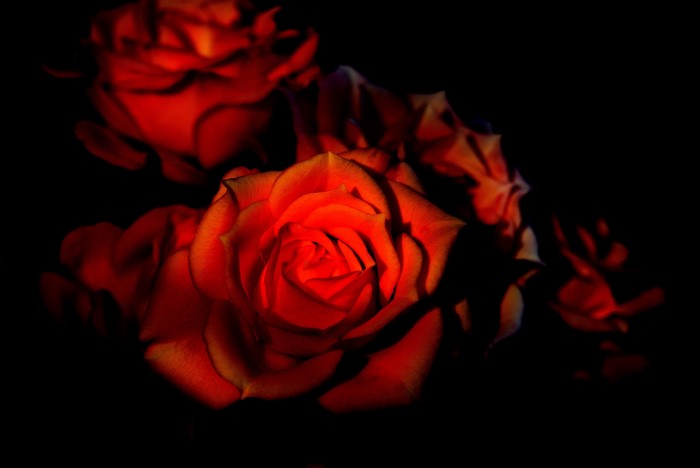Red Roses on Black Background