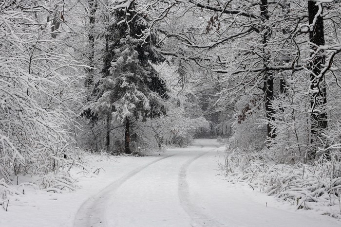 Snowy forest road with tire tracks