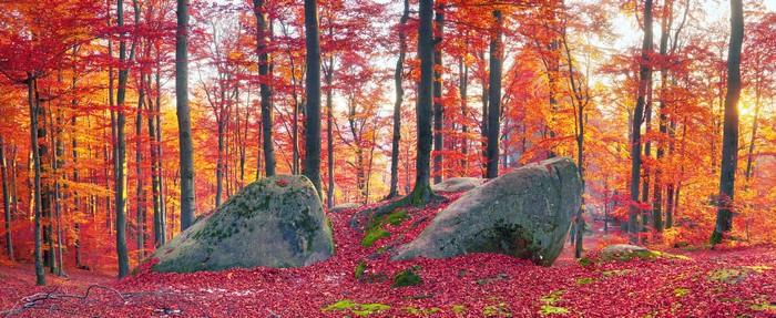 Autumn forest in Zakarpattia, Ukraine with stones and foliage