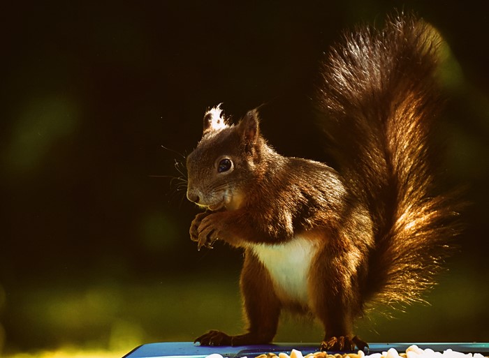 Red squirrel eating seeds