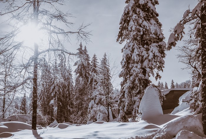 4K Winter Forest Covered in Snow