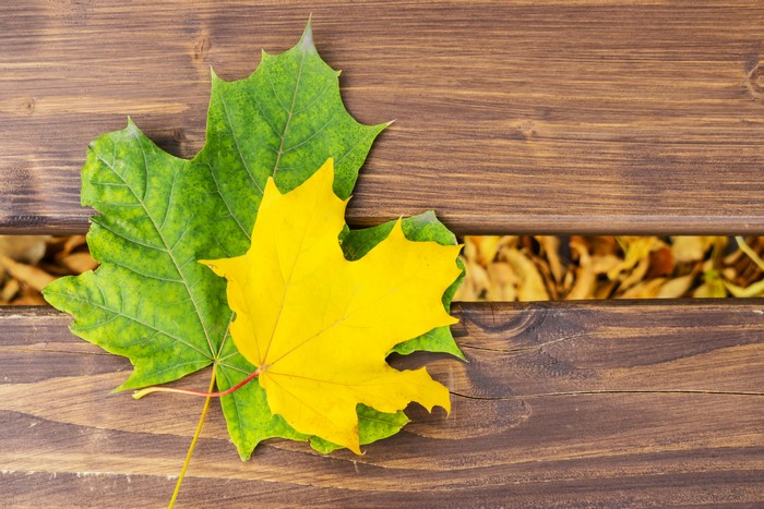 Two maple leaves on a wooden surface